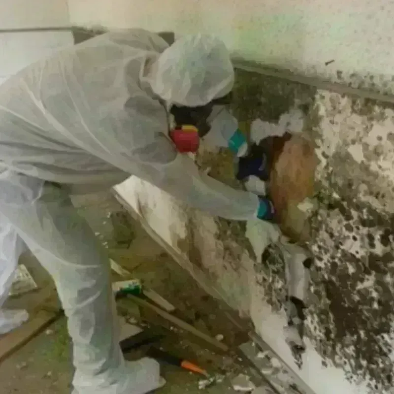 Mold Remediation and Removal in Laporte, CO